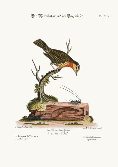 The Worm-eater and the Goat-Beetle by George Edwards